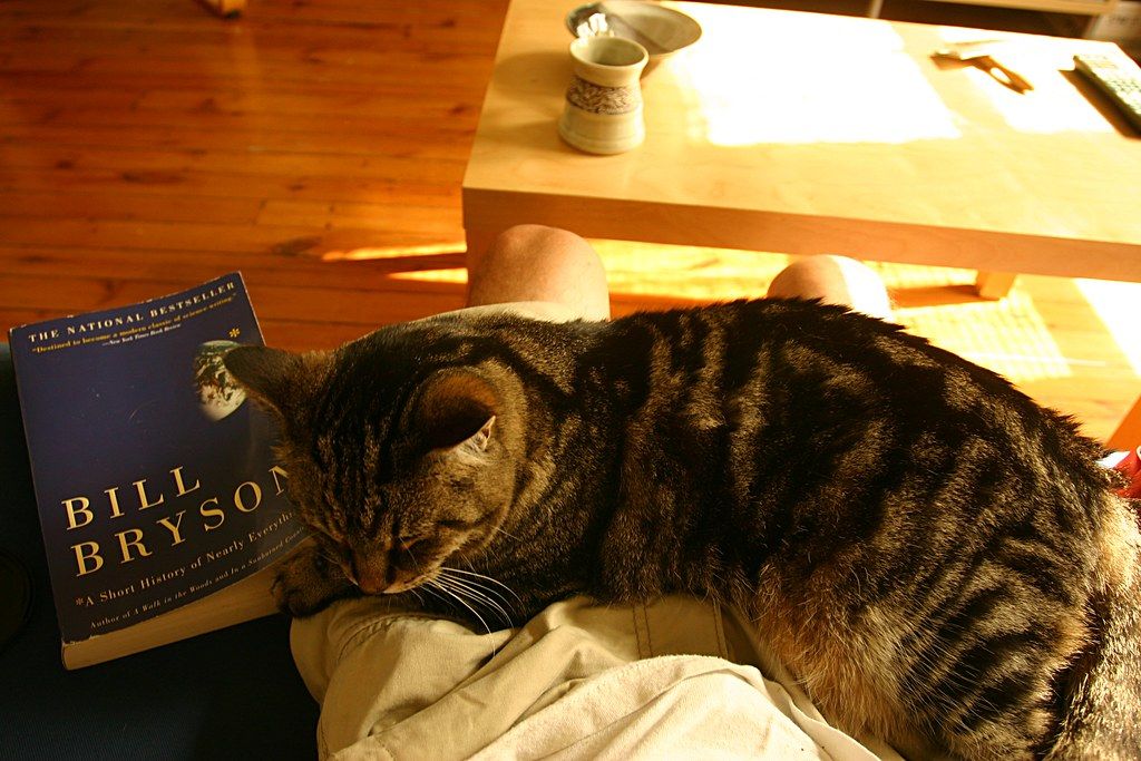 Tabby cat resting its head beside a book on a wooden table
