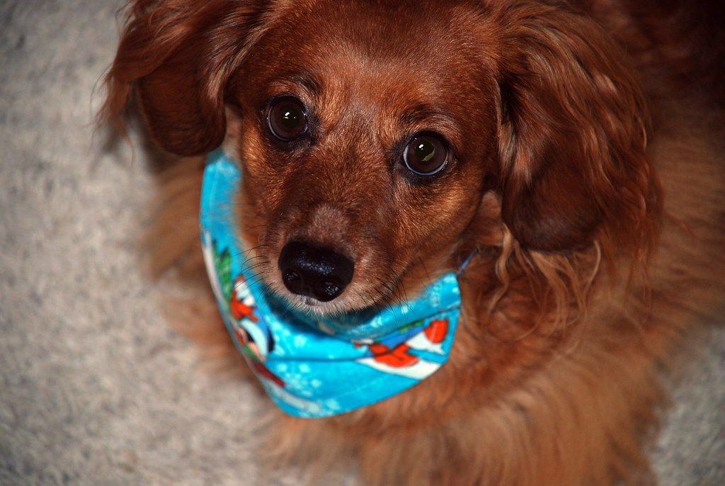 Small brown dog wearing a turquoise patterned bandana looking at the camera