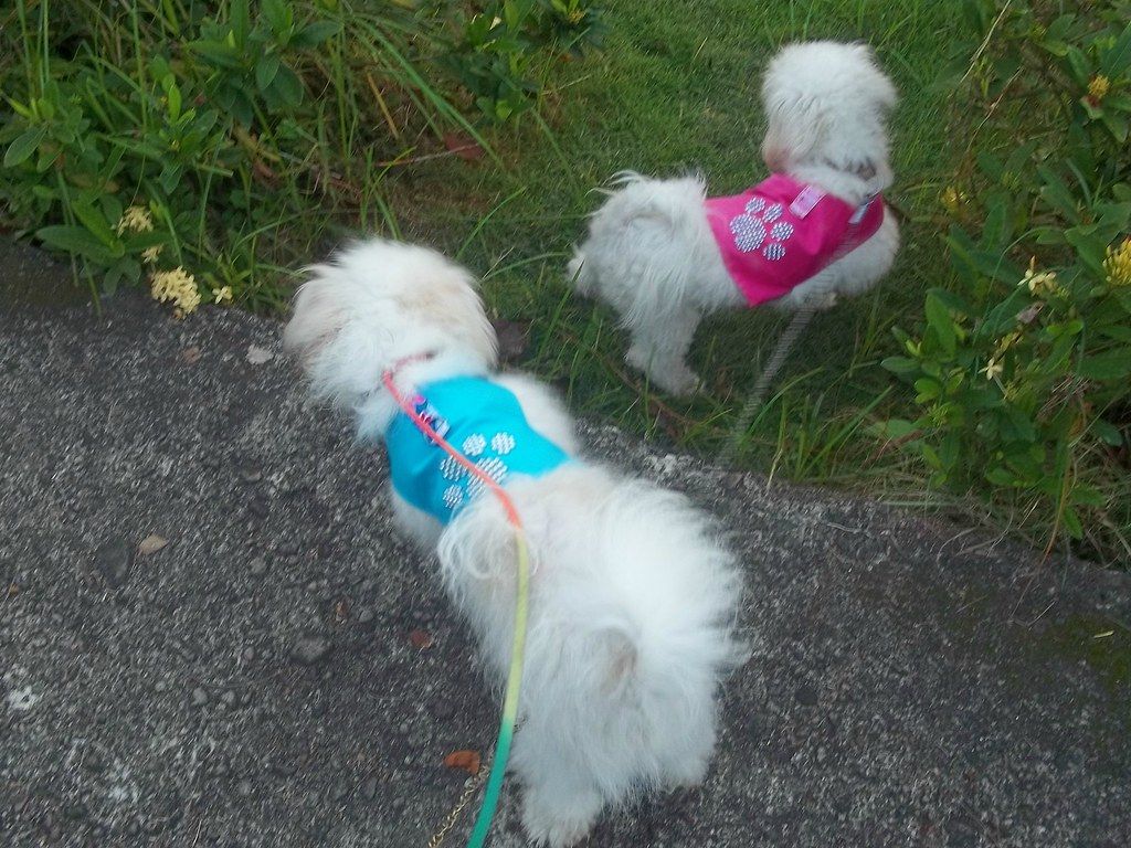 Two small white dogs wearing bright knitted vests on a walk