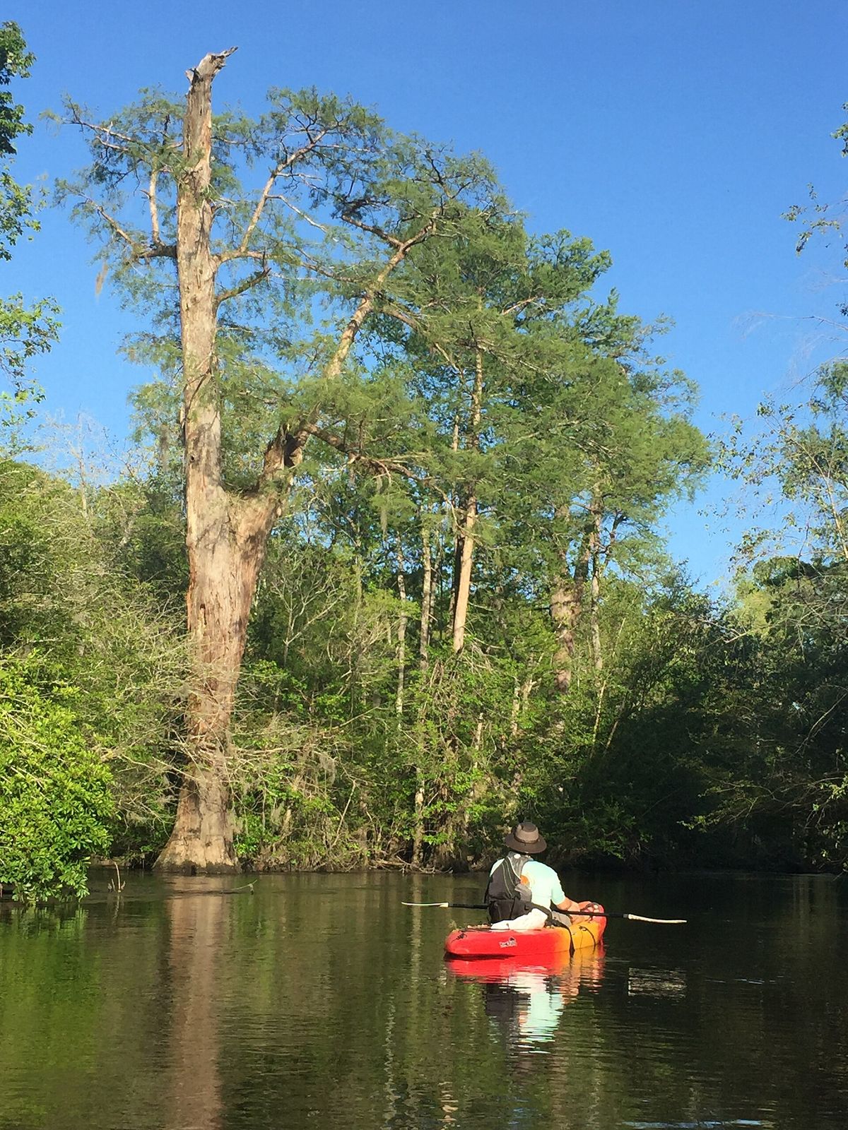 Kayaker on the dark water of the Lynches River beneath tall trees