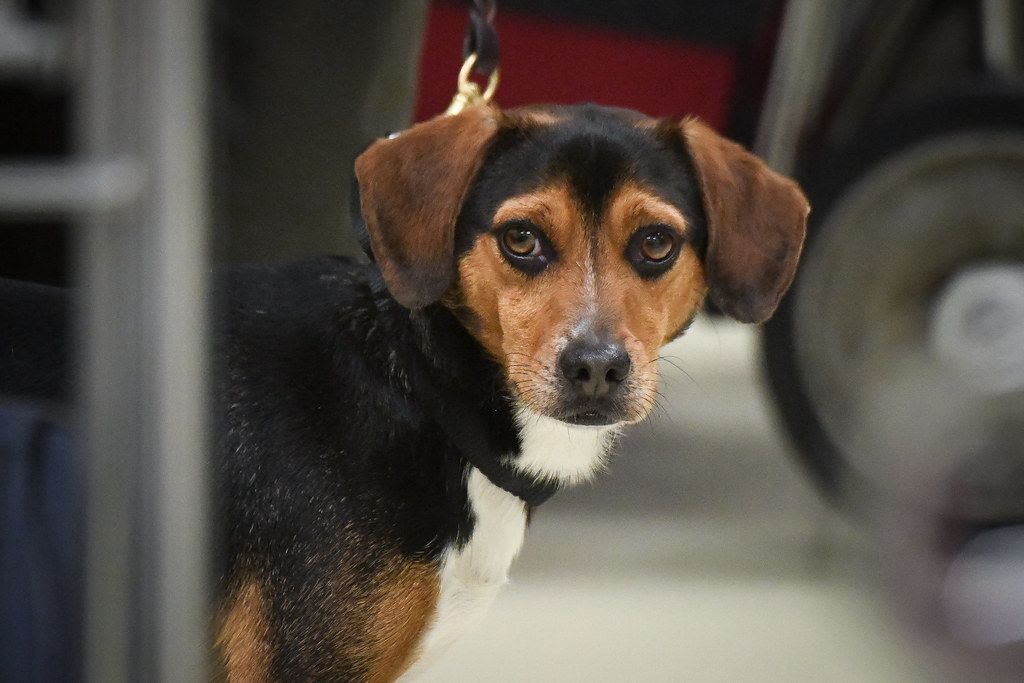 Beagle on a leash looking toward the camera in an airport terminal