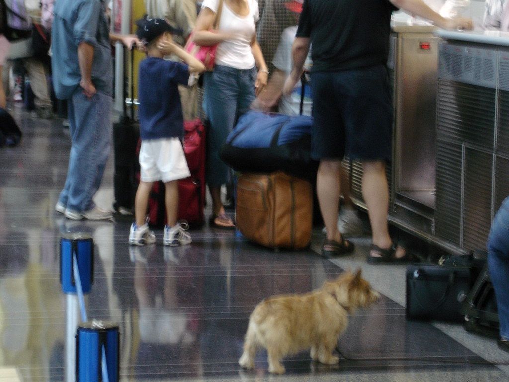 Small corgi waiting on the shiny floor near an airline check-in counter with travelers