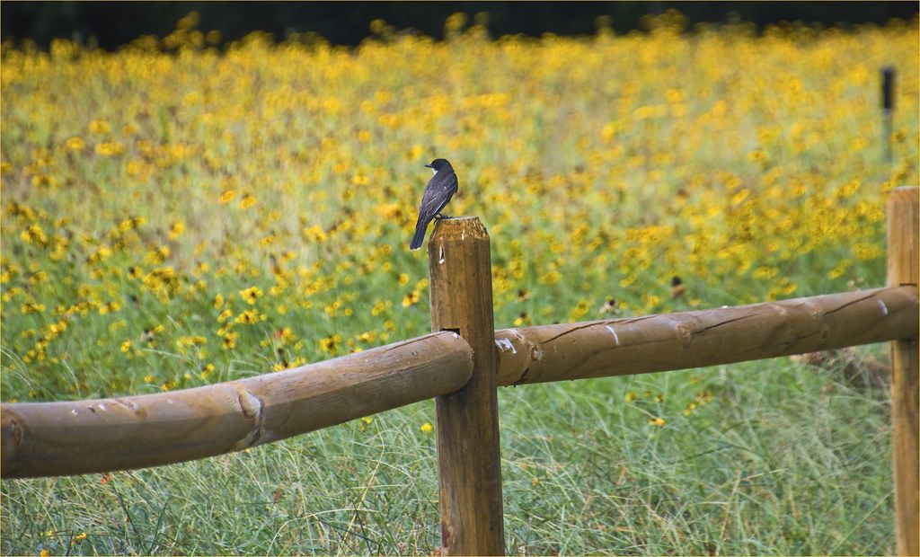 Bird perched on a split-rail fence above yellow wildflowers in the Sea Pines Forest Preserve