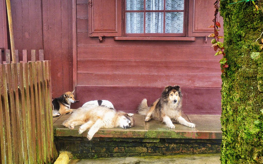 Two husky-type dogs lying on a wooden porch beside a red wall