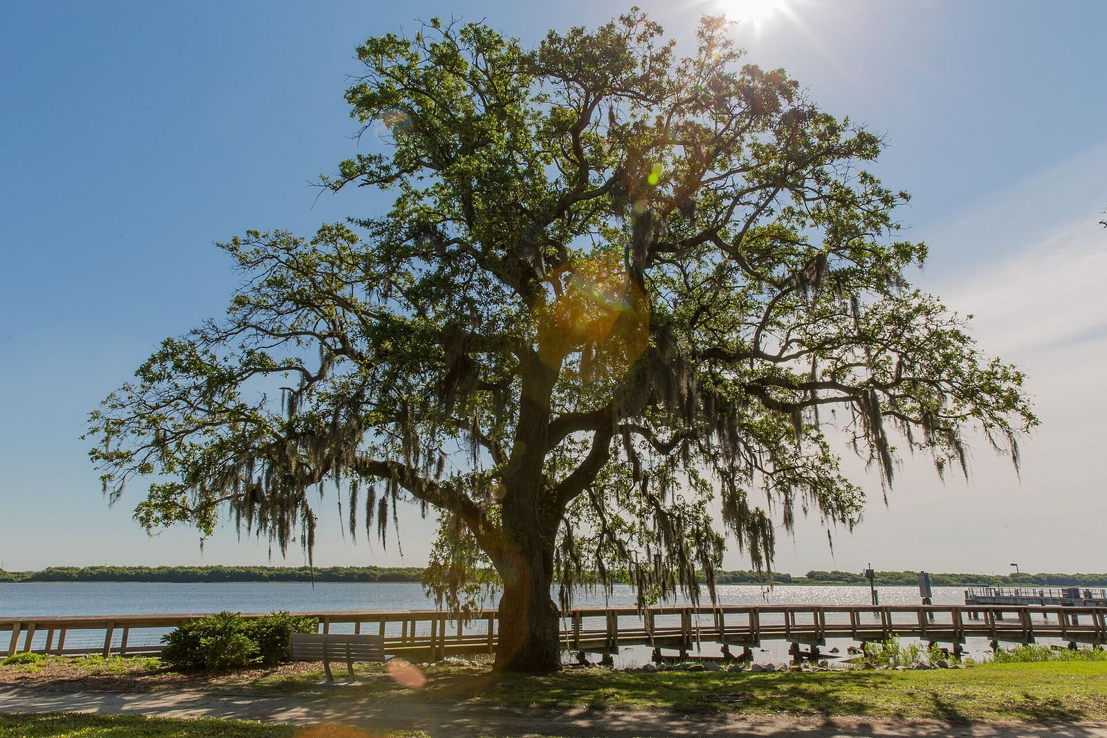 Large live oak beside the Cooper River at Riverfront Park in North Charleston