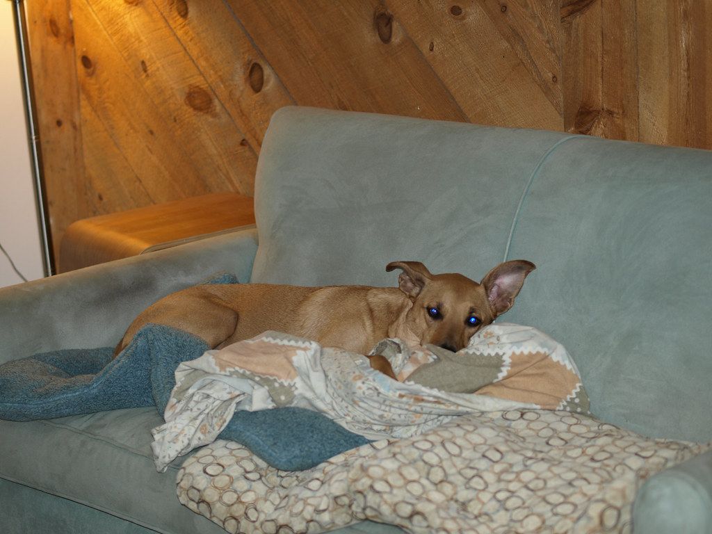 Dog stretched out on a blue couch cushion with a blanket