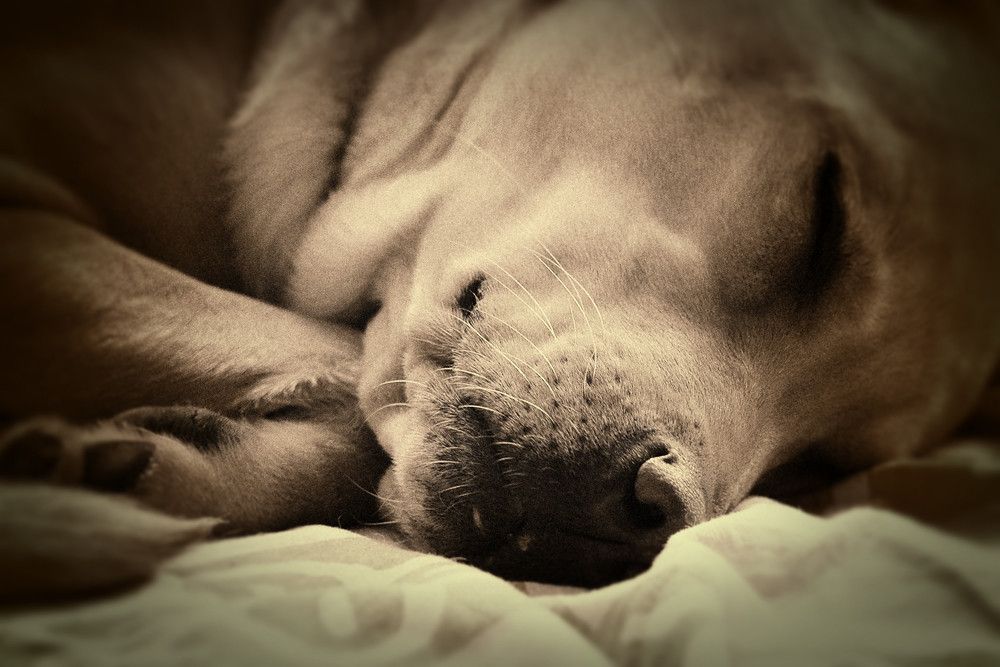 Close-up of a dog asleep with its head resting on a blanket