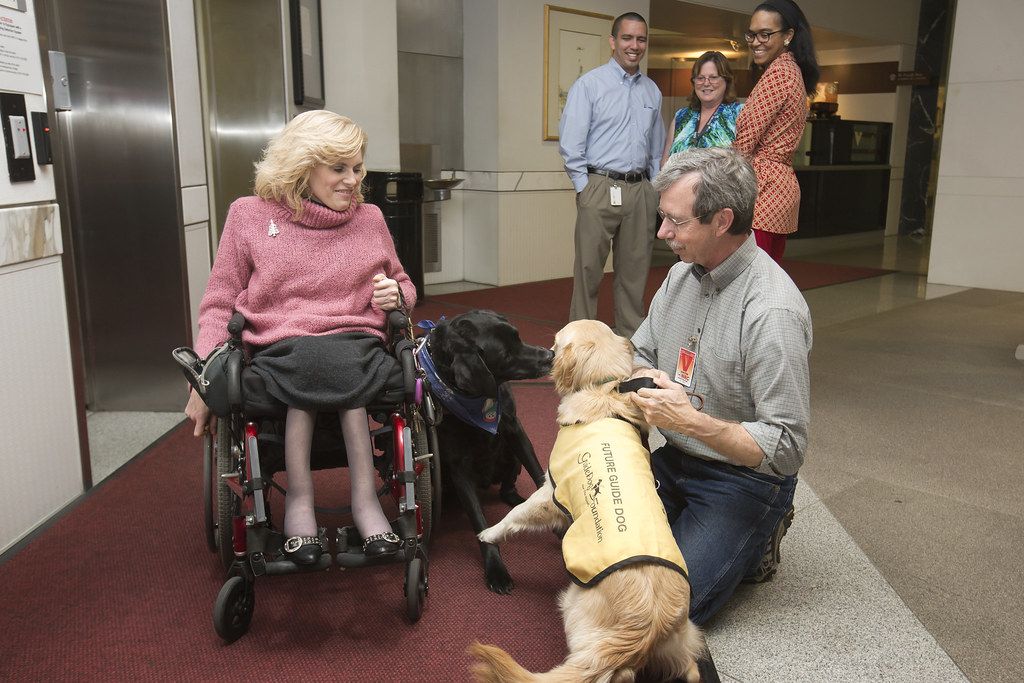 Woman in a wheelchair greeting a service dog in a vest while its handler kneels beside it