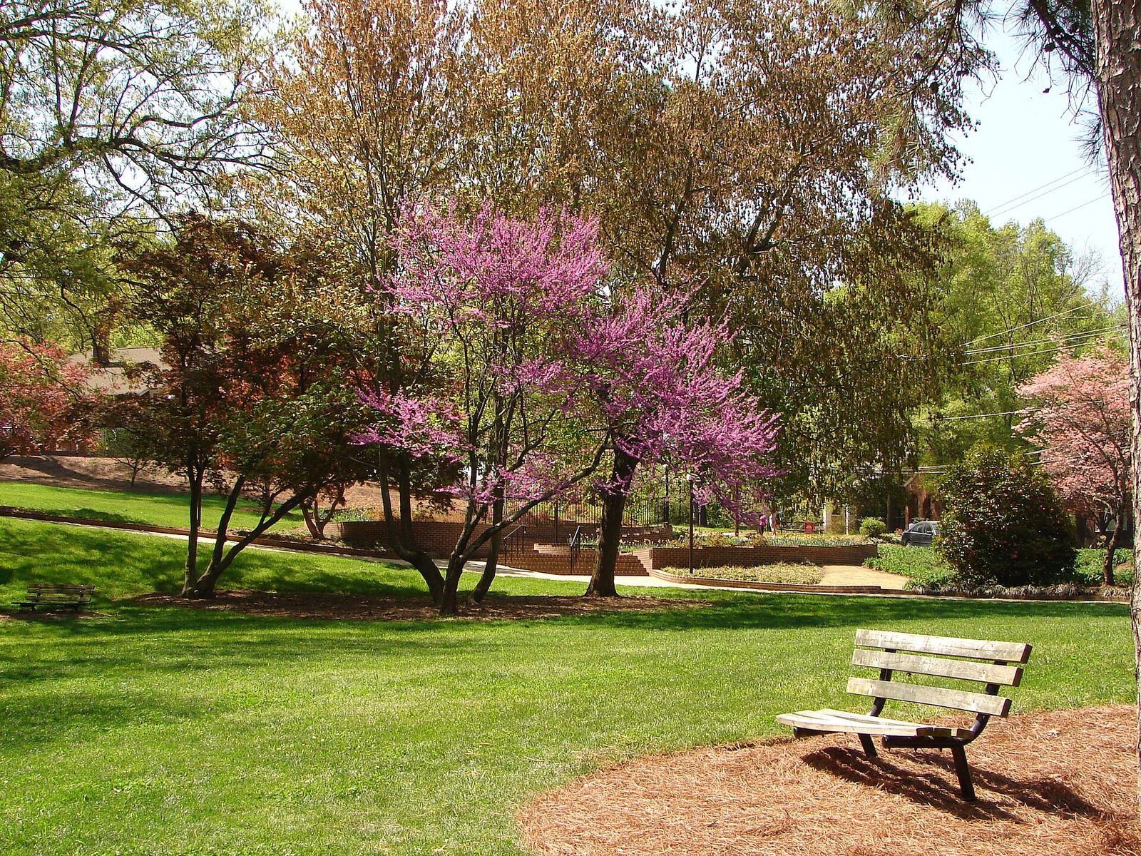 Paths, lawns and flowering shrubs at Glencairn Garden in Rock Hill