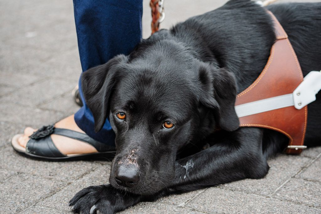 Black Labrador guide dog in a harness lying at its handler's feet