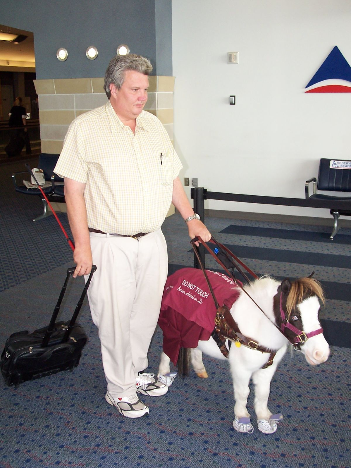 Man walking through an airport with a small guide horse wearing a maroon vest