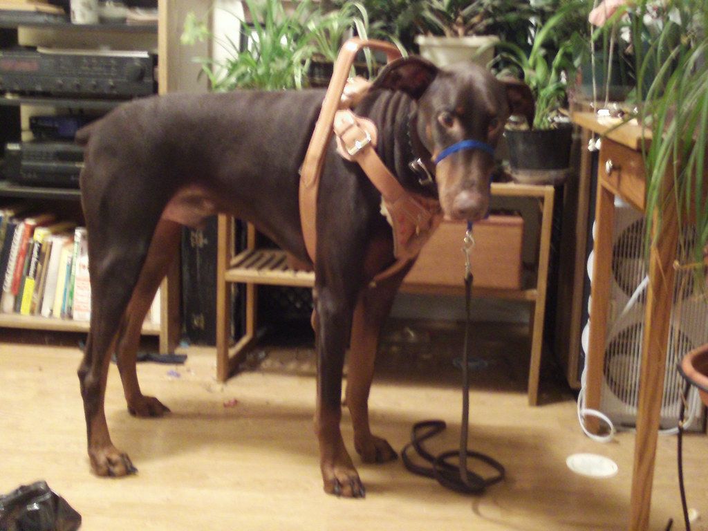 Doberman service dog wearing a leather harness and leash standing in a living room