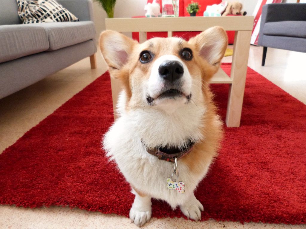 Corgi sitting on a red rug in a bright office lounge