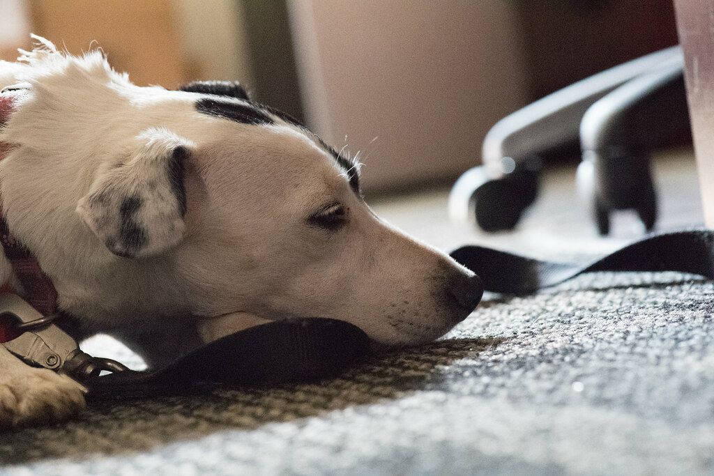Dog resting its head on the carpet beside the wheels of an office chair