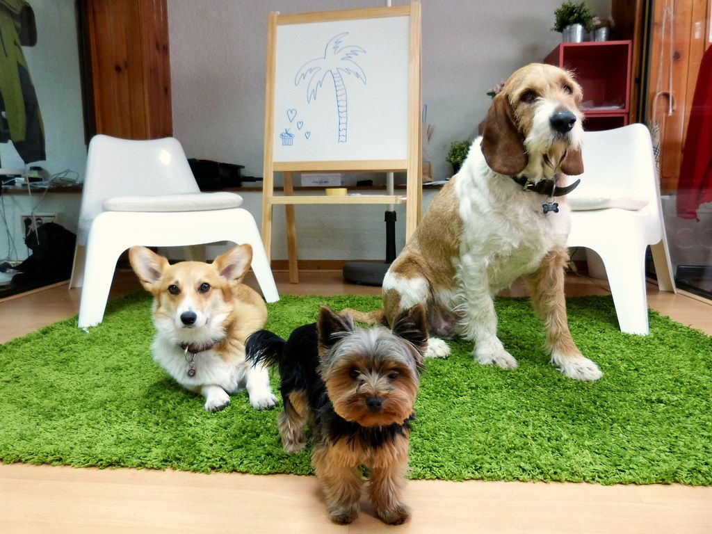 Three small dogs sitting on artificial grass in a modern office lounge