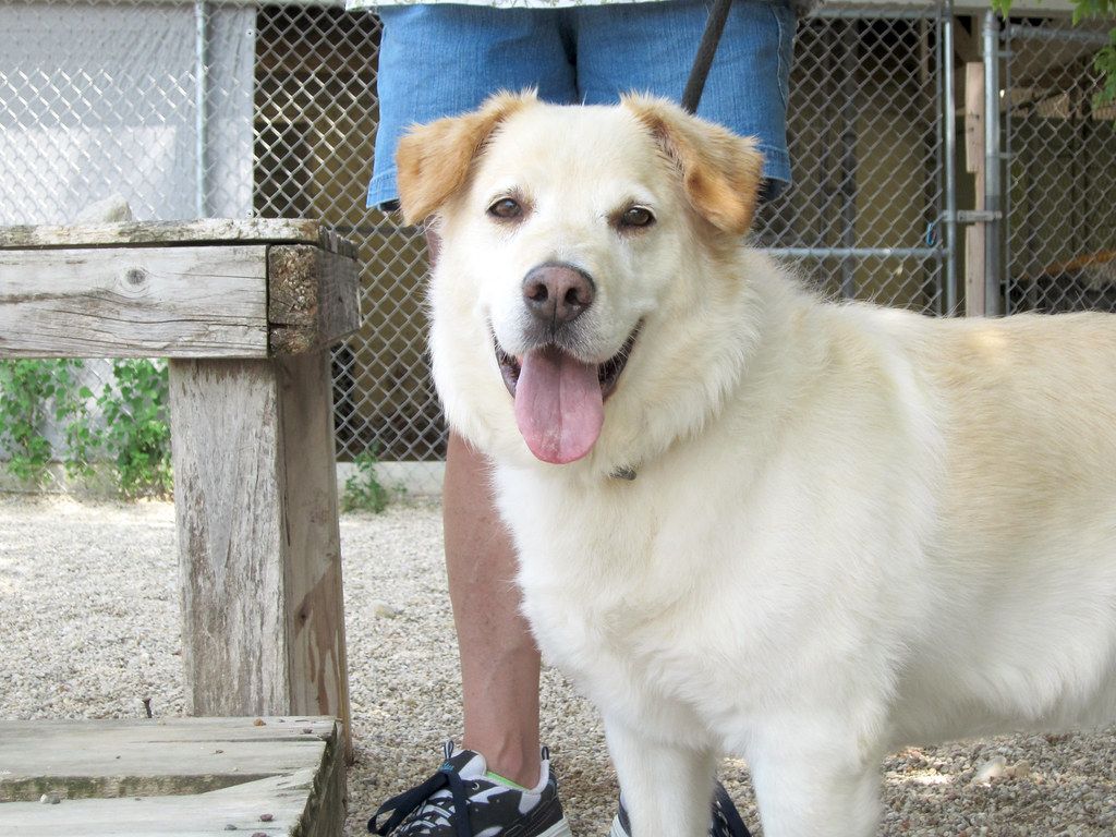 Smiling cream-colored dog standing in a shelter yard next to a person