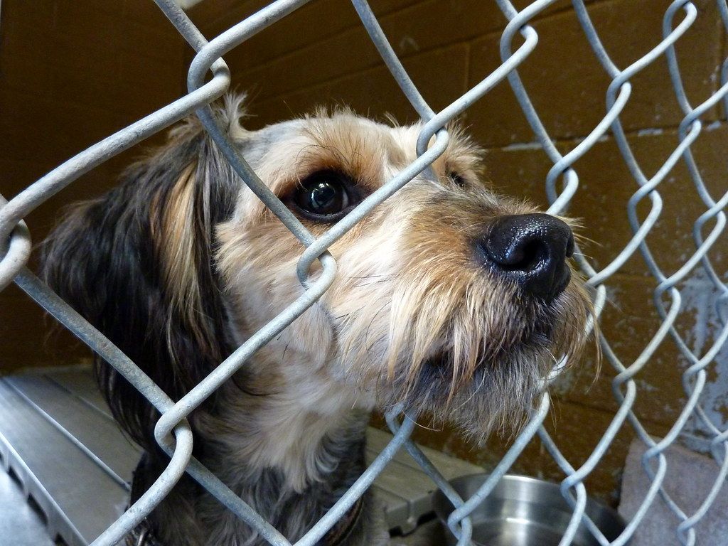 Scruffy tan dog looking through a chain-link kennel fence at an animal shelter