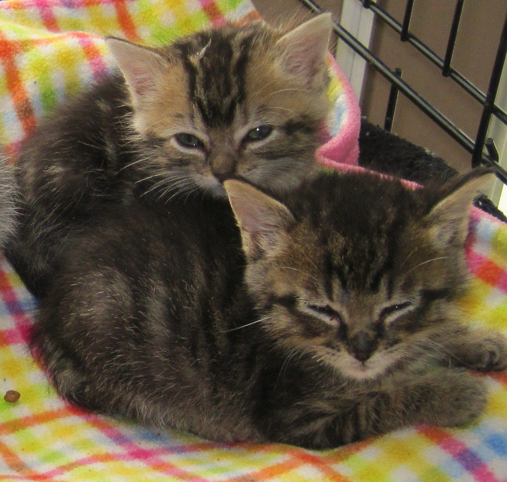 Two sleeping tabby kittens nestled together on a colorful blanket