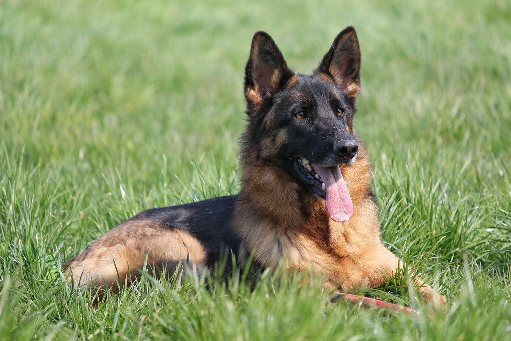German Shepherd lying in green grass with its tongue out