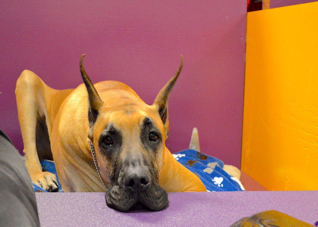 Fawn Great Dane resting its head on a purple cushion