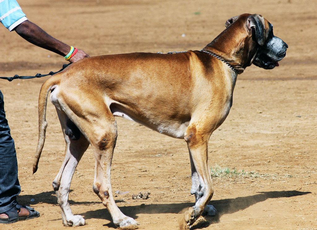 Tall brown Great Dane standing on a leash on a dirt path