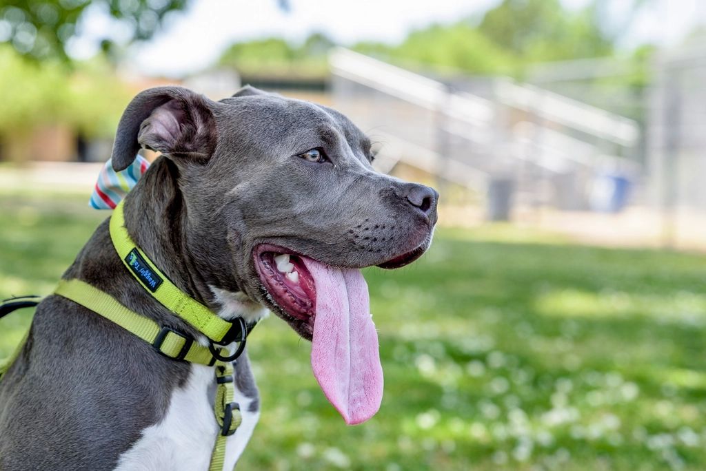 Blue-gray pit bull type dog with a green harness panting happily on a lawn