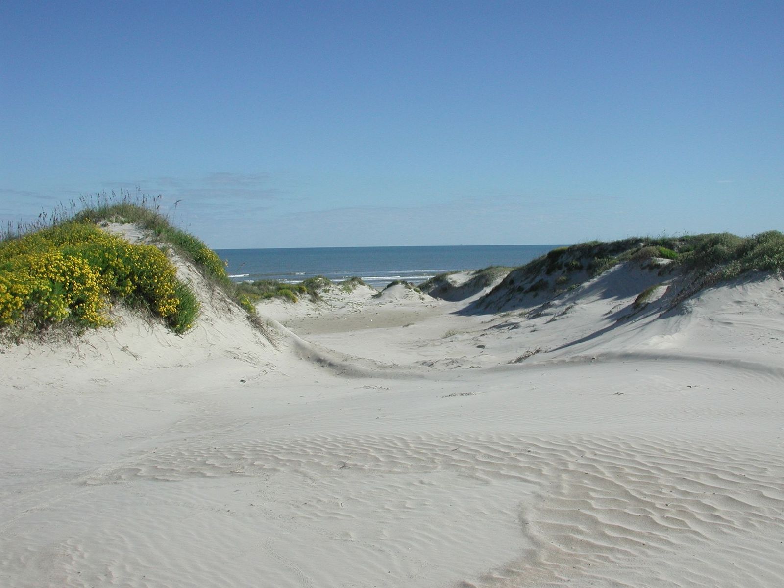 Sand dunes with coastal grasses leading to the Gulf at Padre Island National Seashore