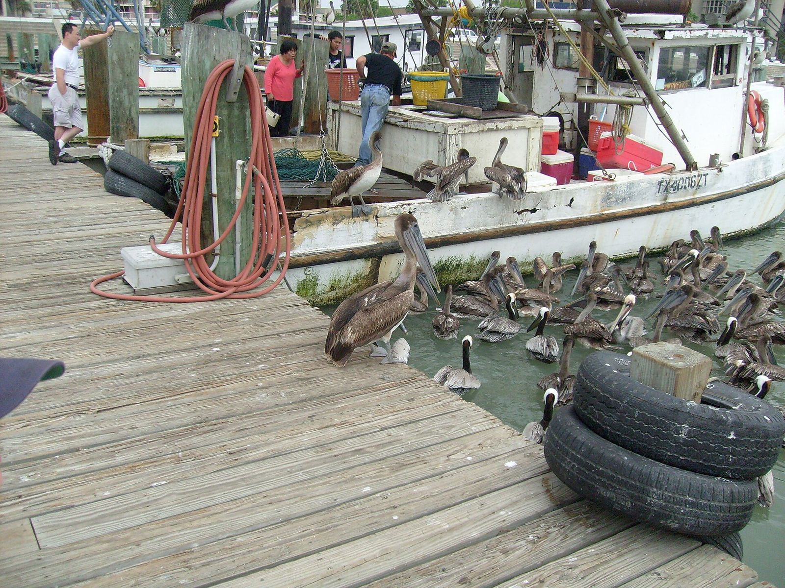 Brown pelicans gathered on the water beside fishing boats at a Corpus Christi marina dock