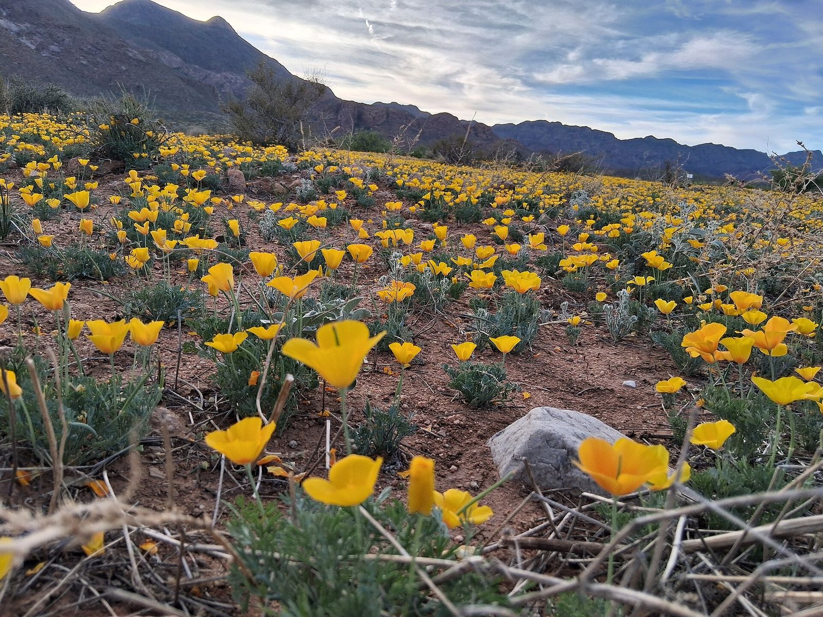 Yellow Mexican poppies blooming in front of the Franklin Mountains in northeast El Paso