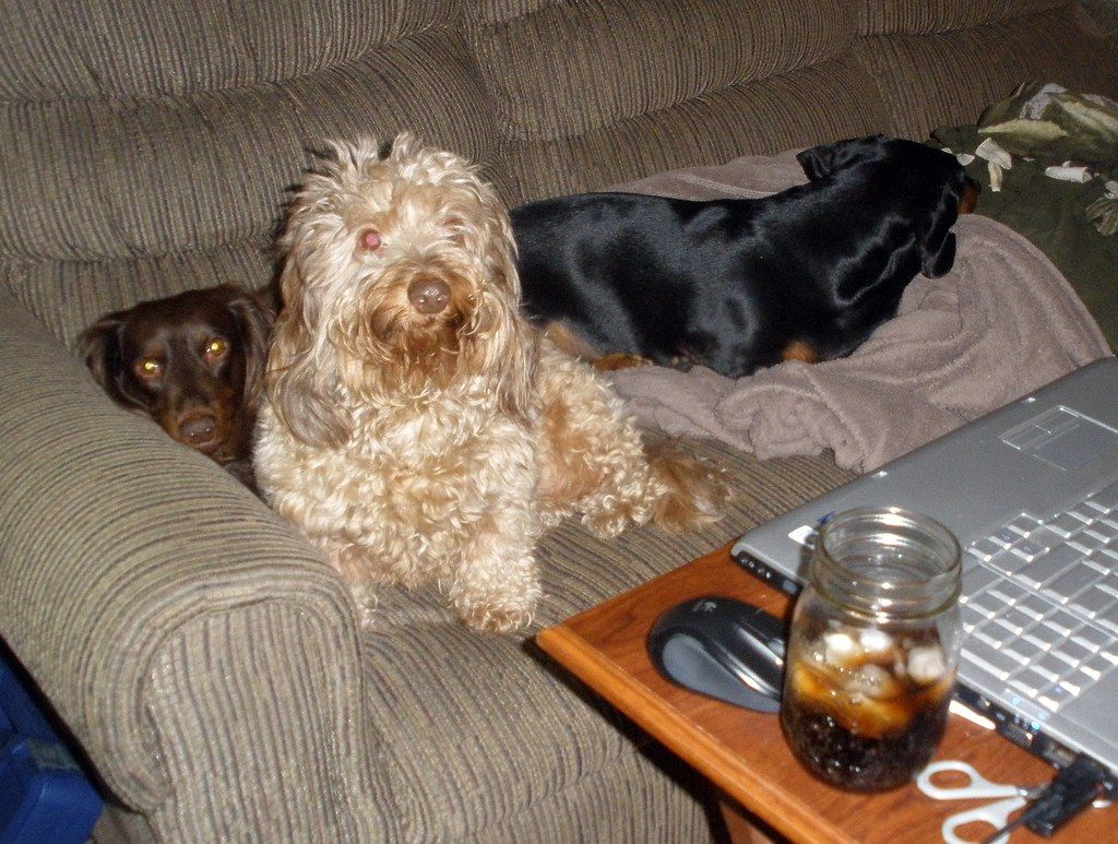 Two small shaggy dogs resting on a couch beside an open laptop