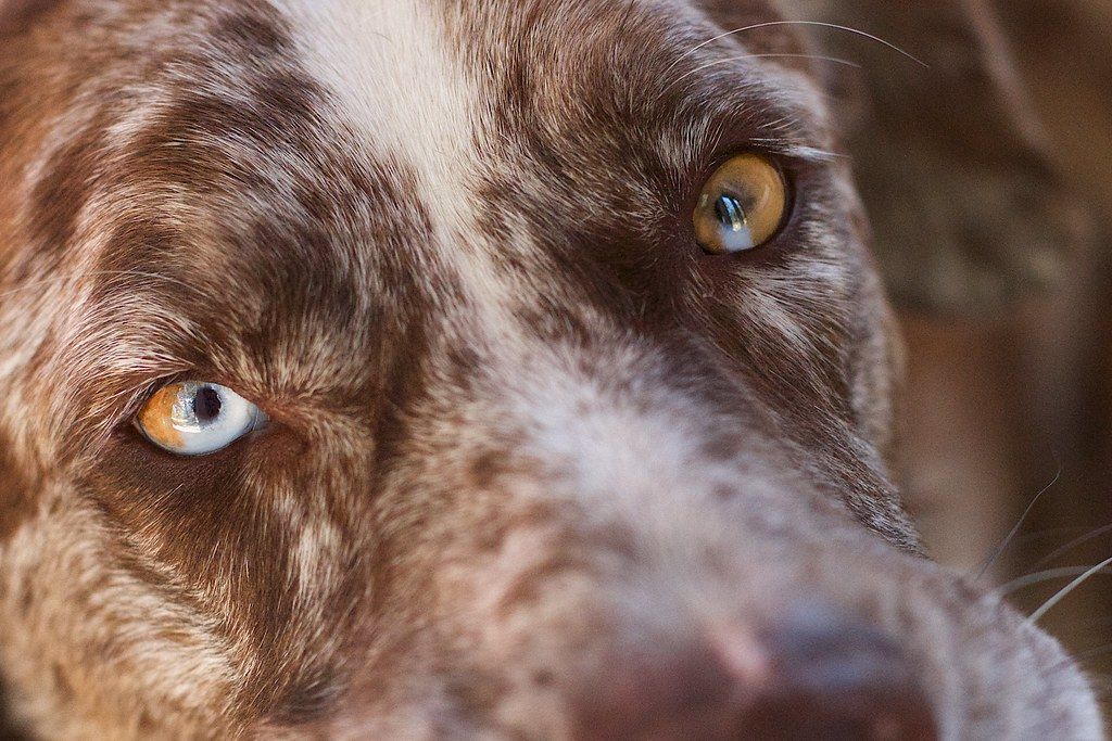 Close-up of a merle dog's amber eyes looking toward the camera