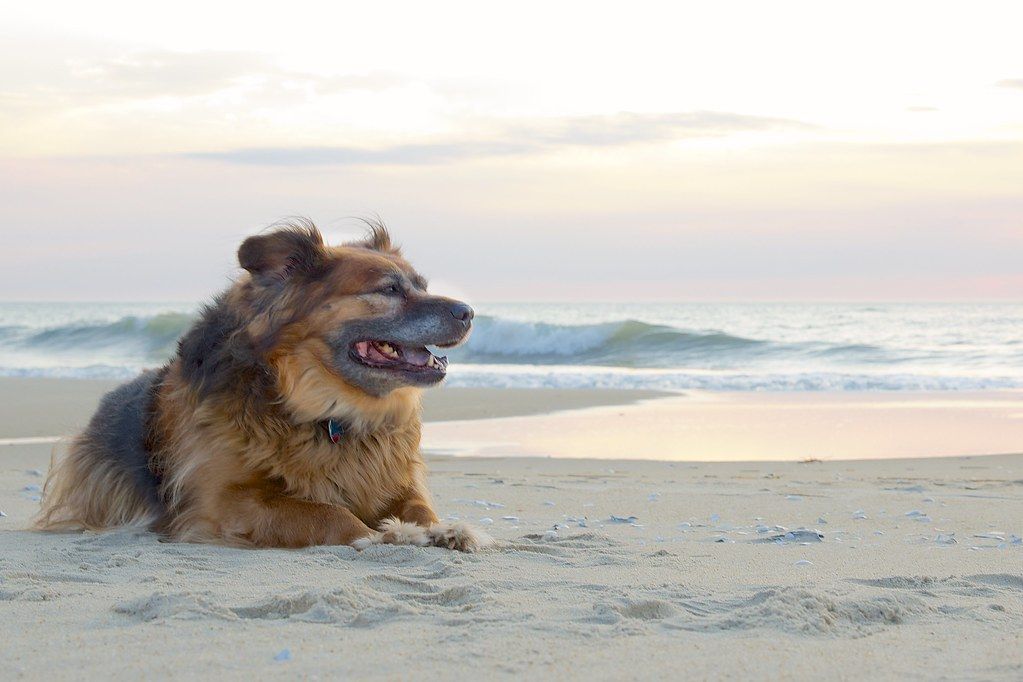 Shaggy dog resting on the sand at the beach with waves behind