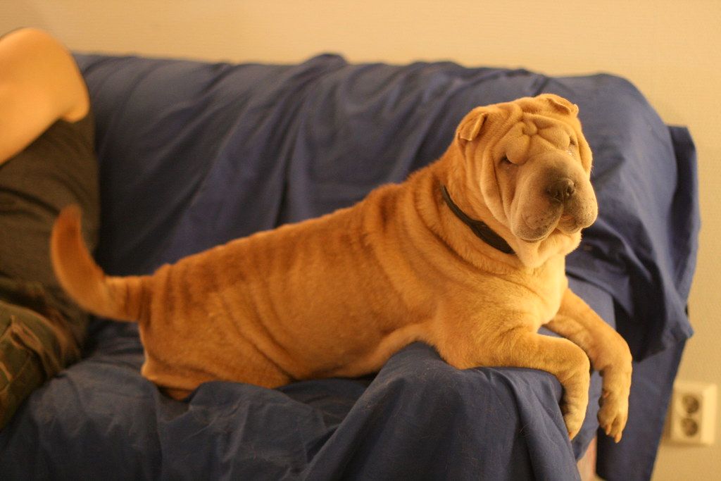 Tan shar-pei dog lounging on the arm of a dark sofa at home