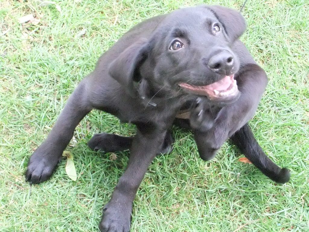 Black Labrador puppy sitting on grass and scratching behind its ear