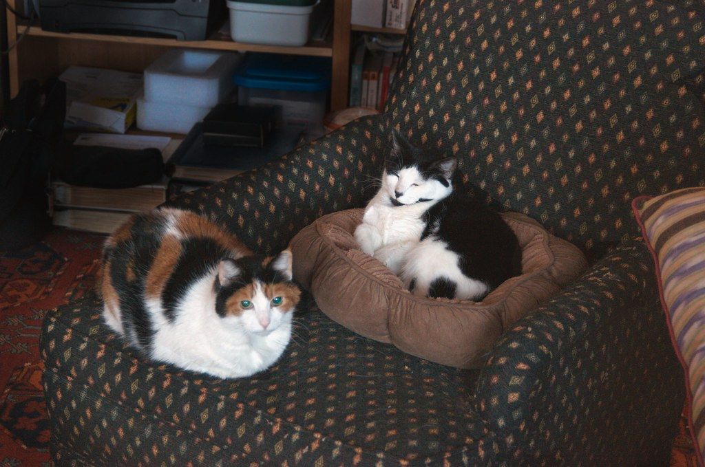 Two cats curled up together in a cozy pet bed on a sofa