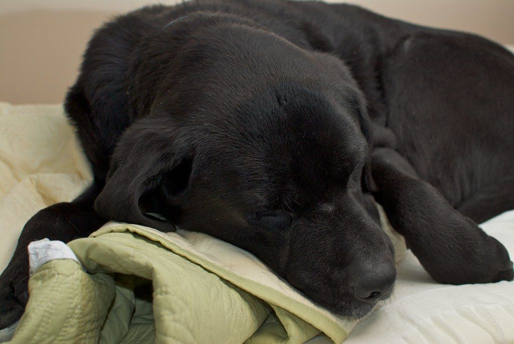 Black Labrador asleep with its head resting on a soft blanket