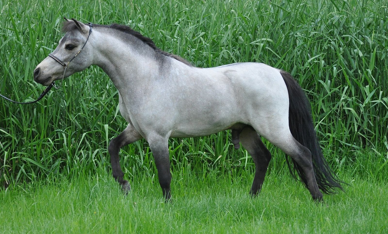 Gray miniature horse walking through tall green grass