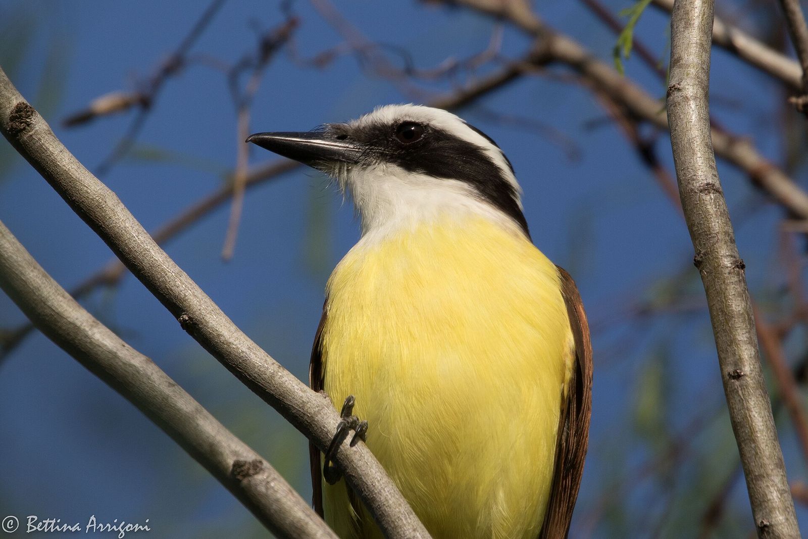 Yellow-bellied Great Kiskadee perched on a branch at Quinta Mazatlan