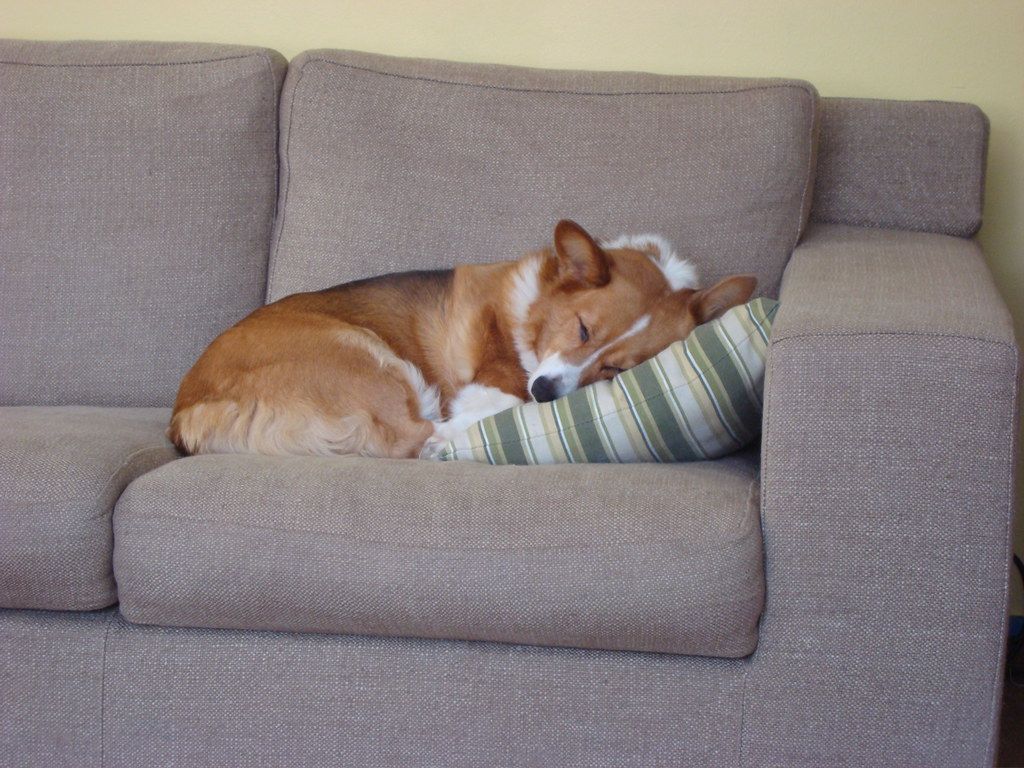 Corgi curled up asleep on a gray sofa cushion