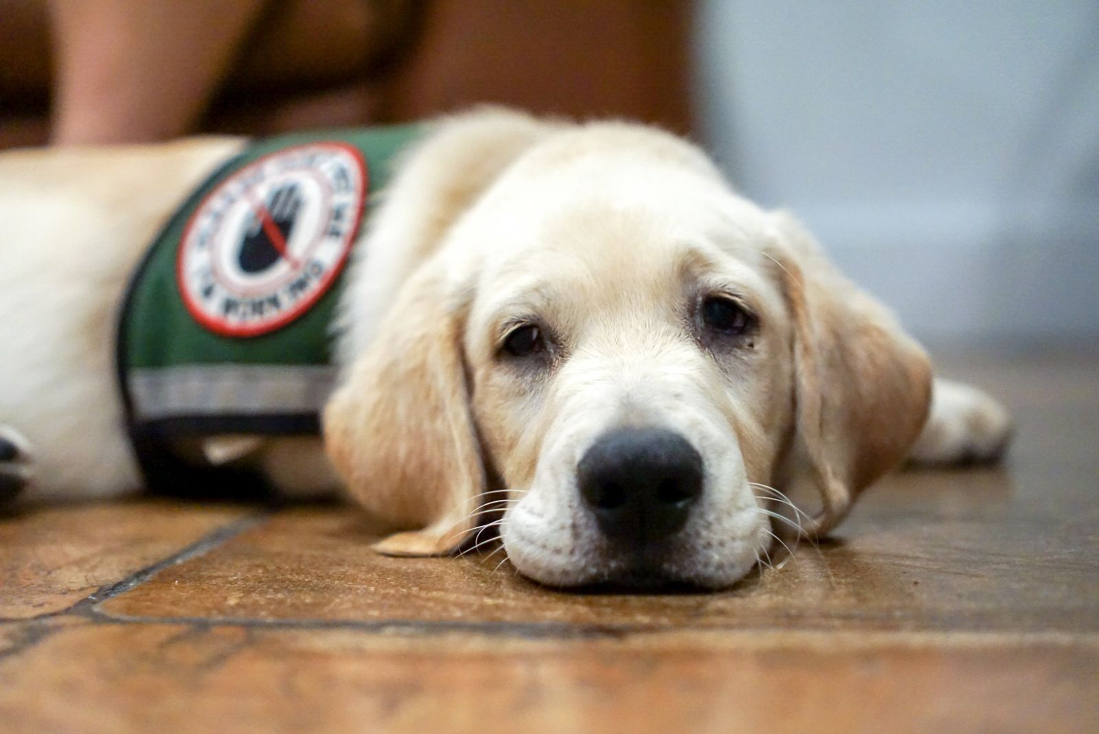 Yellow Labrador in a service dog in training vest resting calmly on a floor