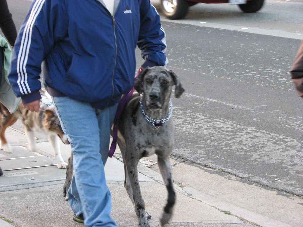 Handler walking a gray dog on a loose leash along a sidewalk during training