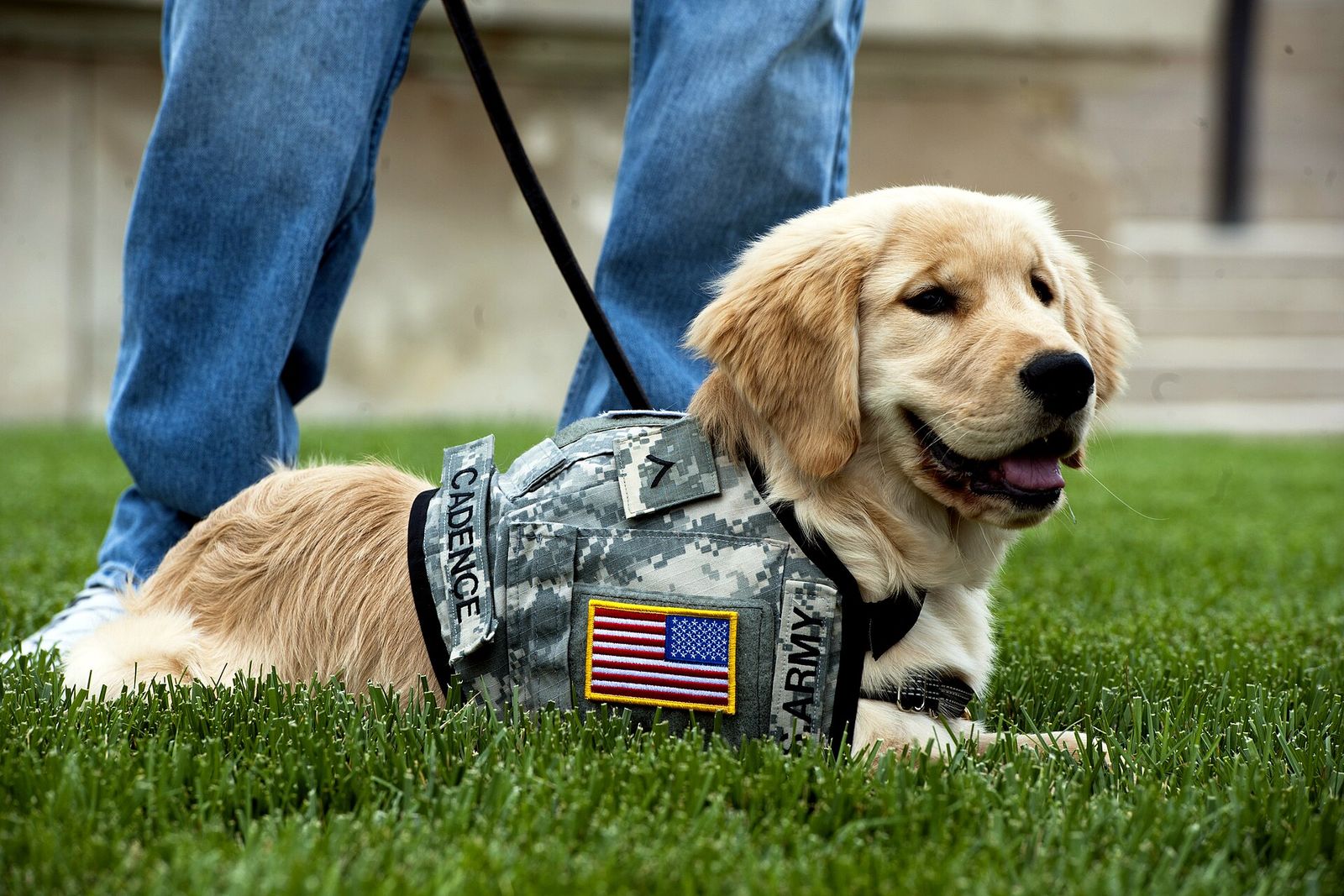 Golden retriever puppy wearing a service dog vest lying on grass beside its handler