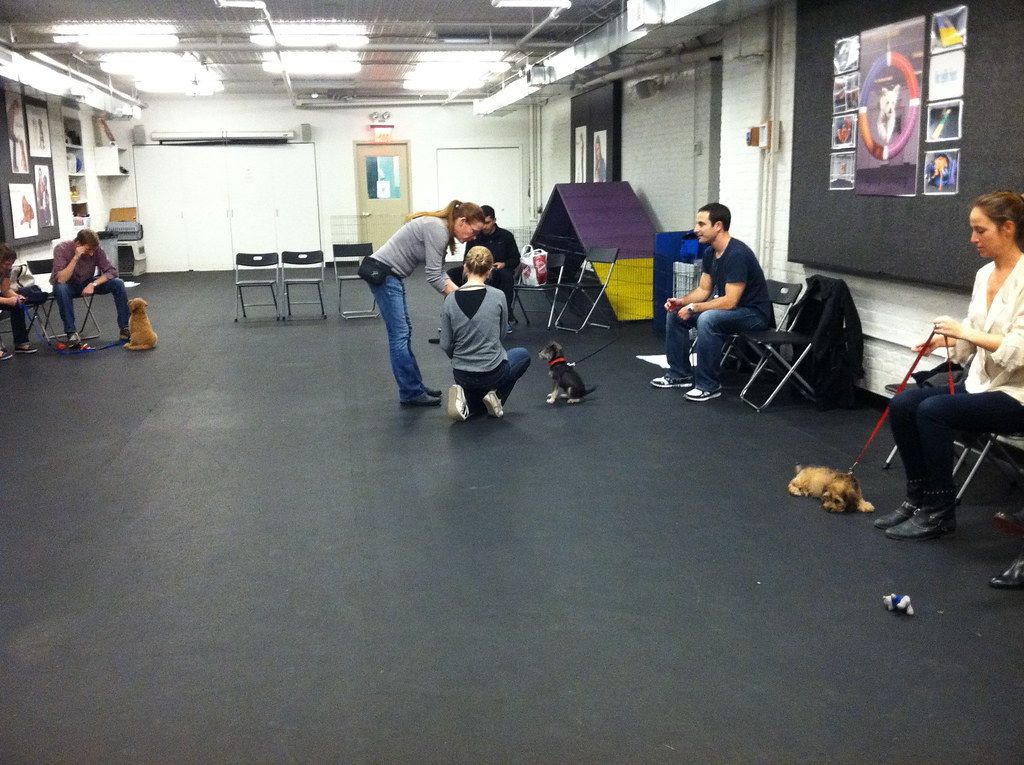 Dog training class with handlers and dogs practicing on a studio floor
