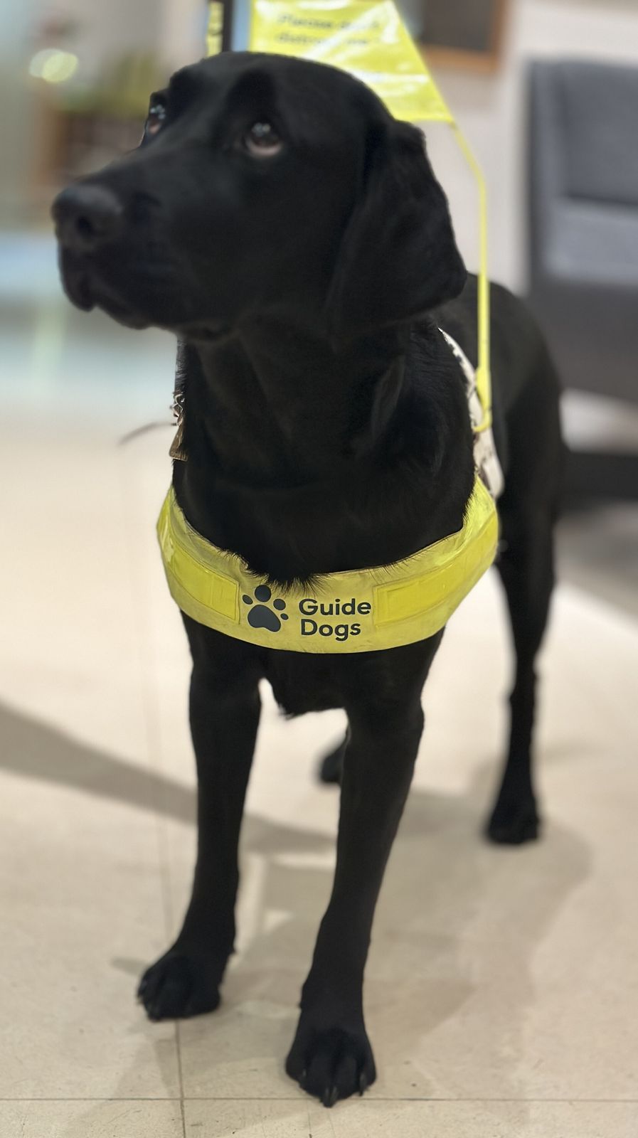 Black Labrador guide dog wearing a yellow Guide Dogs vest standing indoors