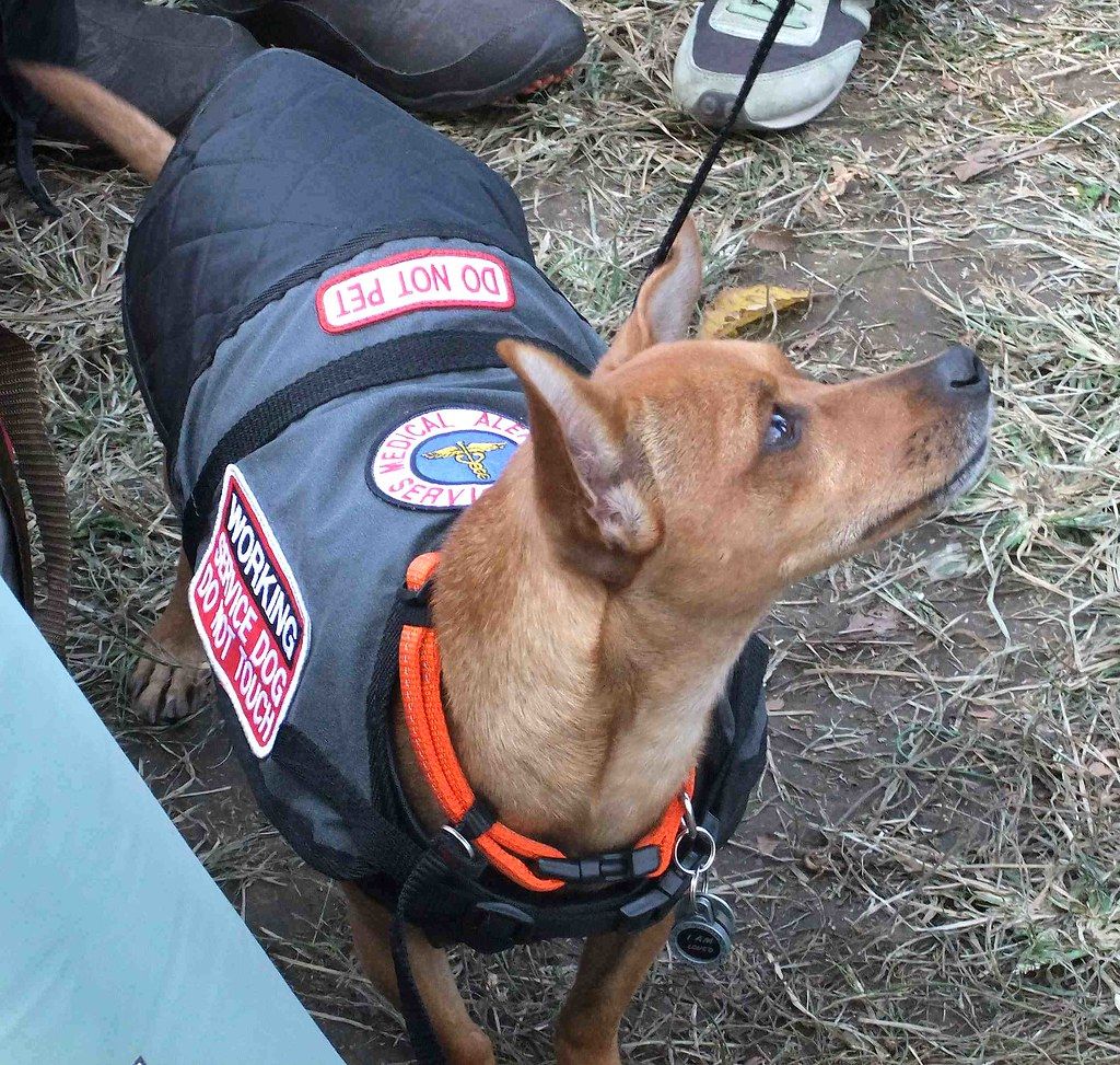 Small tan dog wearing a padded working vest while on leash outdoors