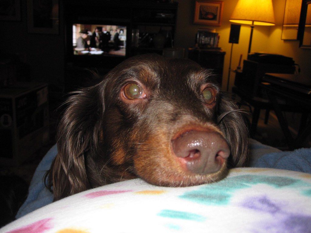 Brown spaniel resting its chin on a person's lap on a patterned blanket