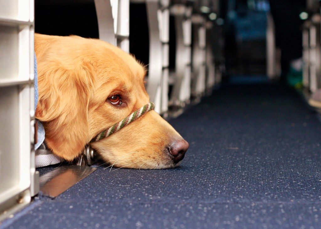 Golden retriever service dog in training lying calmly on the floor of a train car