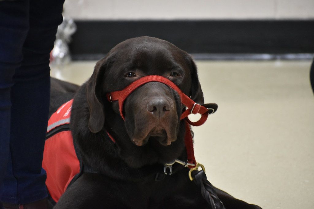 Chocolate Labrador in training wearing a red head halter
