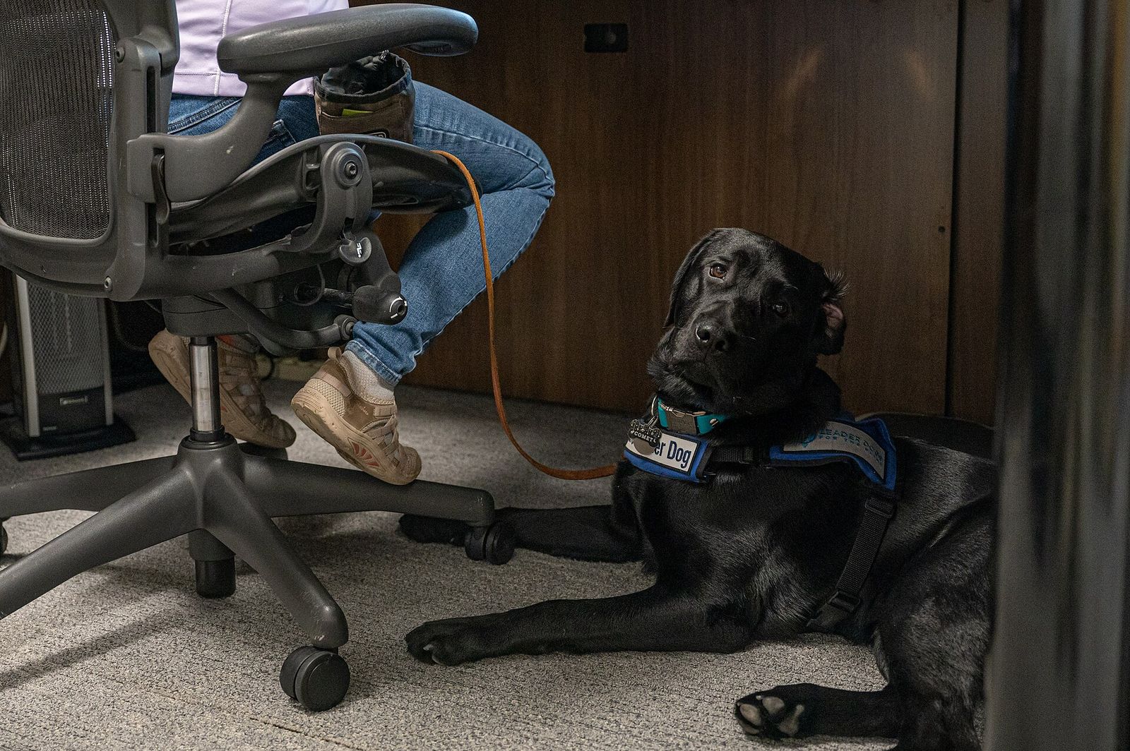 Black Labrador in a blue working vest lying under an office desk