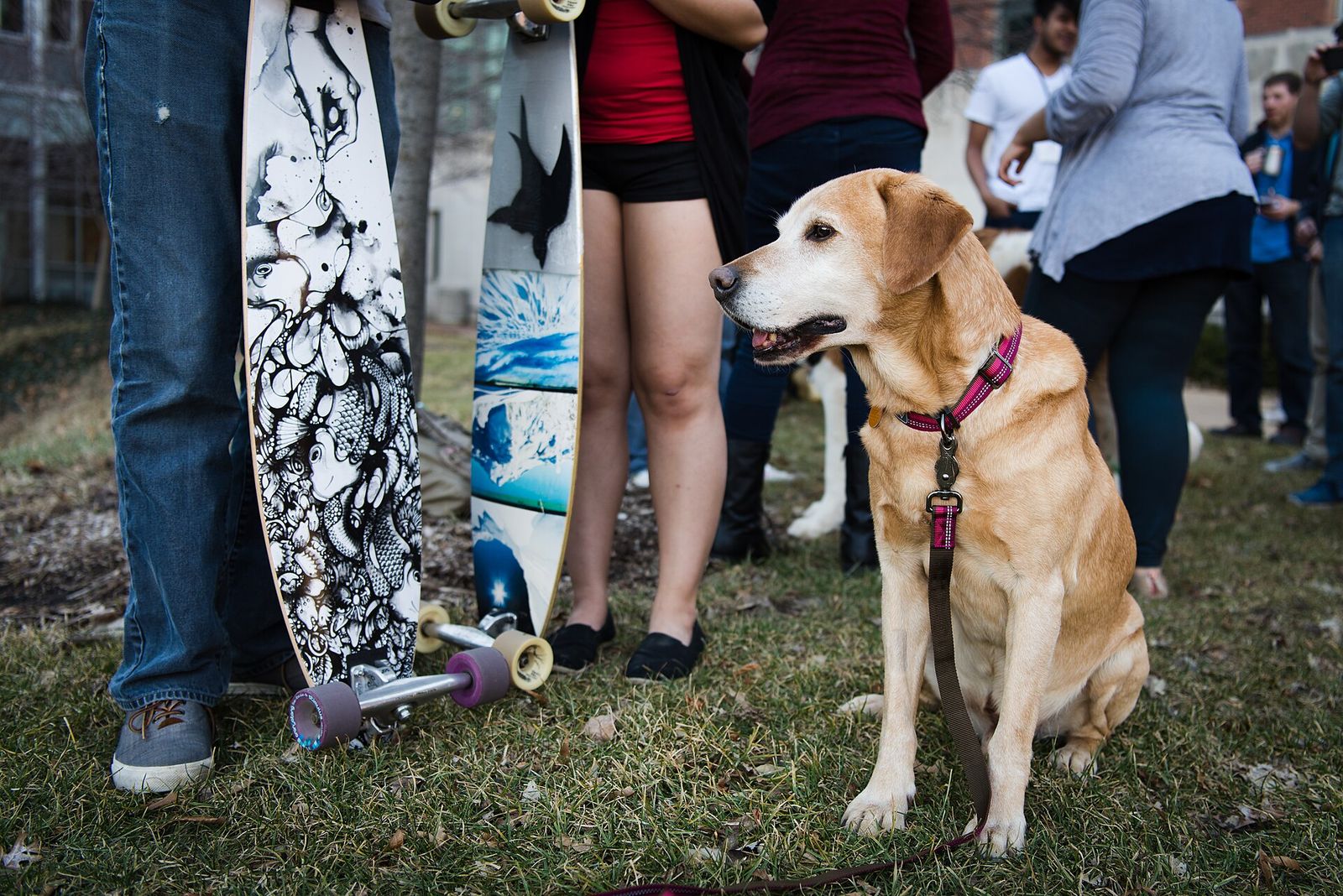 Golden retriever therapy dog sitting calmly among students at a campus event
